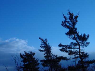 Trees along the Meadowbrook