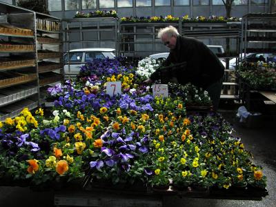 flowers_in_market.jpg