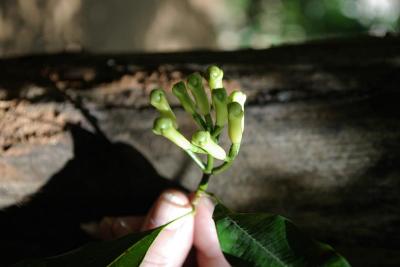 Clove