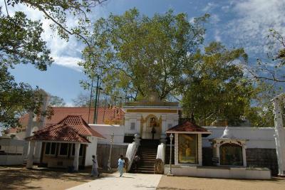 Sacred Bodhi Tree (oldest documented tree in the world)