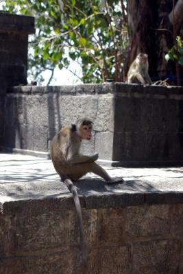 Monkey at Dambulla temple