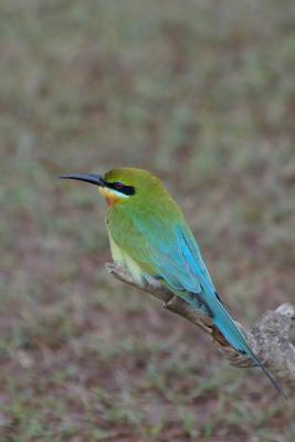 Merops philippinus