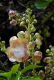 Cannonball tree flower