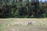 Rice fields