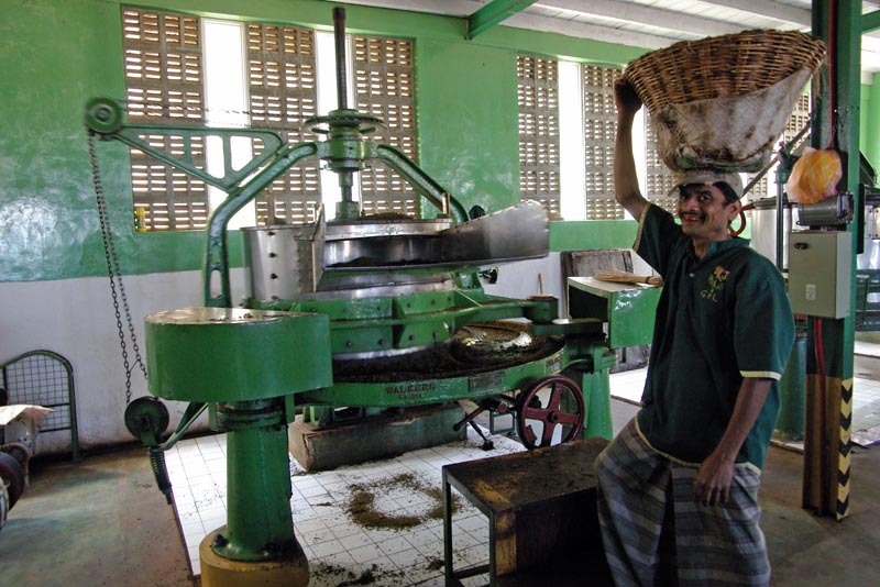 Tea factory: breaking leafs