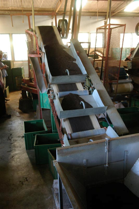Tea factory: sorting