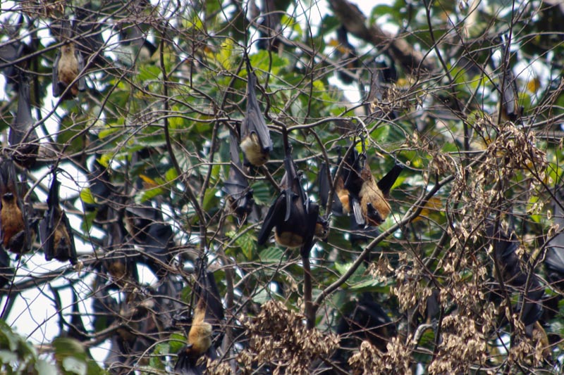 Fruit Bats