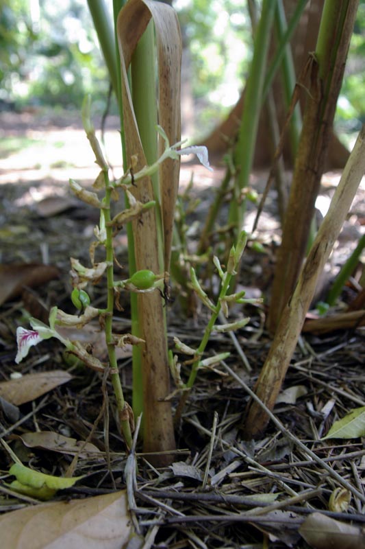 Cardamom