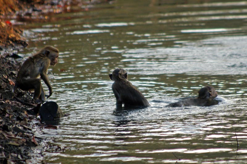 Monkeys, Habarana Lodge