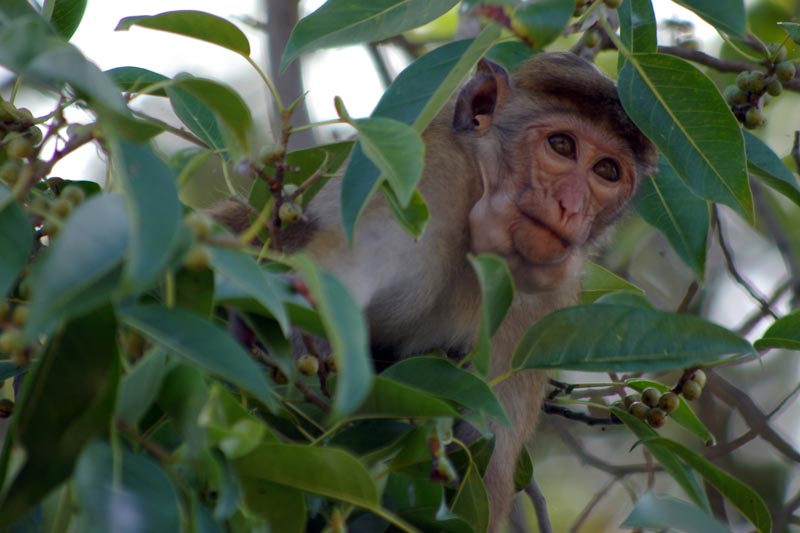 Monkey