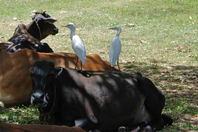 Bubulcus ibis