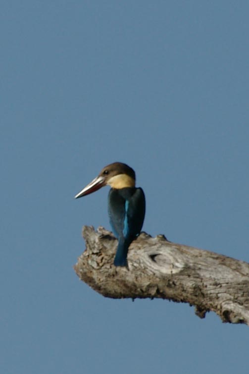Pelargopsis capensis