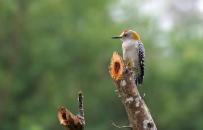 Golden-Fronted Woodpecker, Los Fresnos TX