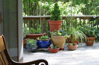 Summer on the back deck