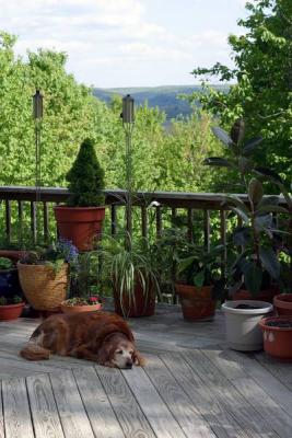 Megabite in the summer on the back deck