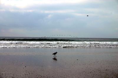 Sandpiper and pelicans