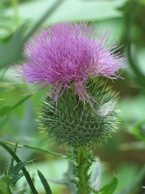 Thistle