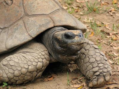 Galapagos Tortoise