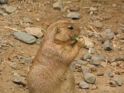 Black Tailed Prairie Dog