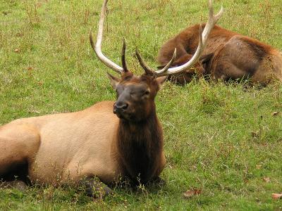 Elk