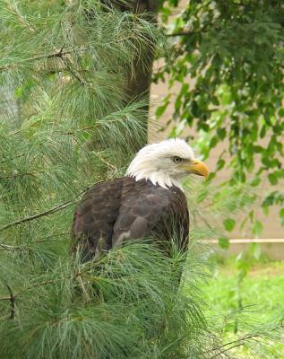 Bald Eagle