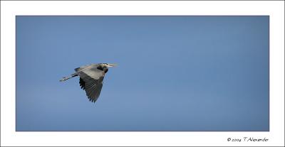 Great Blue Heron Reserve