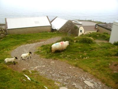 Sheep crossing