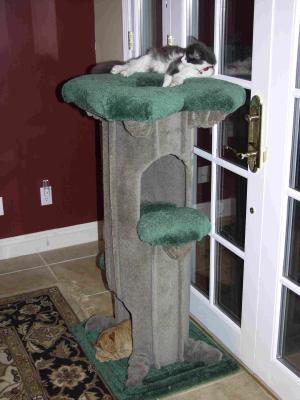 Cat Tree