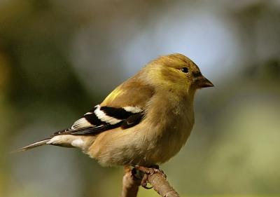 American Goldfinch, molting