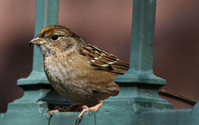 Golden-crowned Sparrow, first winter