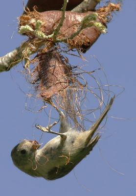 Oak Titmouse