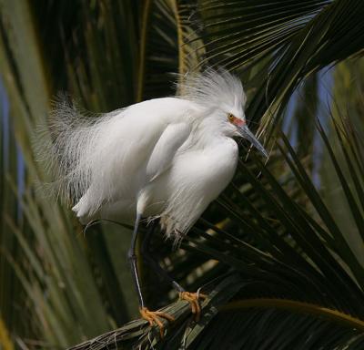 Snowy Egret, breeding