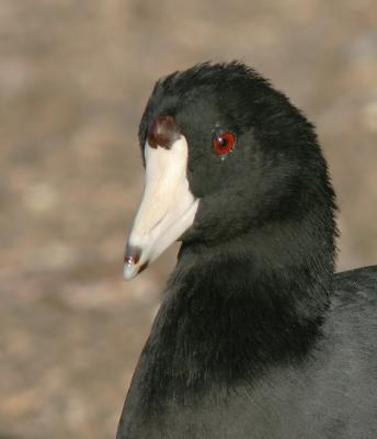 American Coot