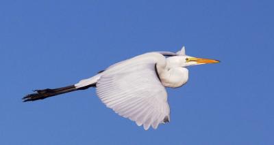 Great Egret, adult flying