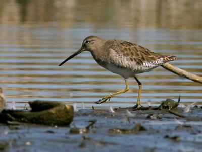 Dowitcher sp, non-breeding plumage