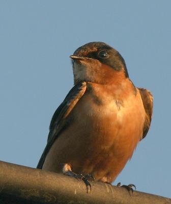 Barn Swallow, adult male
