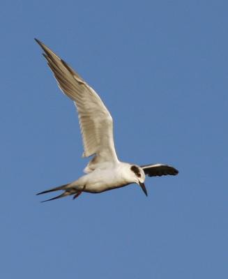 Forster's Tern, adult winter plumage