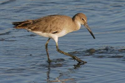 Willet, winter