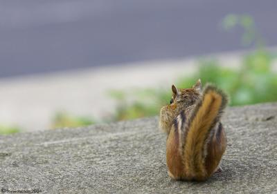 One Stuffed Cheek Chippy.jpg