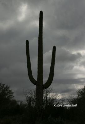 SaguaroSilhouette.JPG