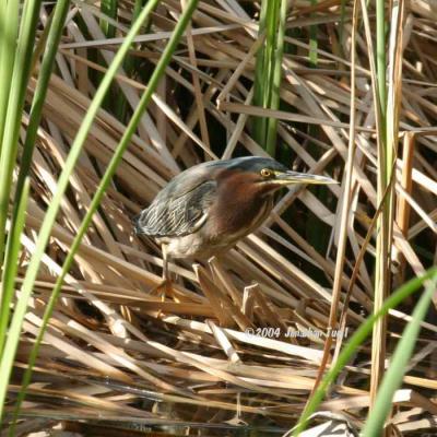 GreenBackedHeron.JPG