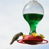 HummingbirdFeeding.JPG