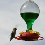 HummingbirdFlappingWings.JPG