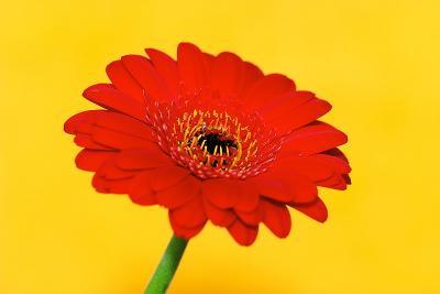 Red flower on yellow