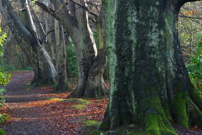 row of trees