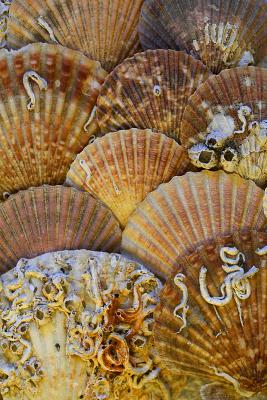 #039 Sea Shells