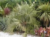 Butia 5 years in ground and flowering