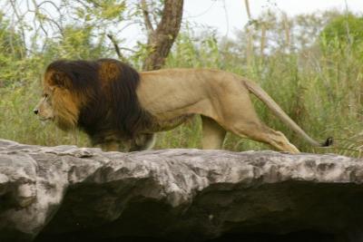 u41/thomasef/medium/26864049.Copyof100EOS1D3D9F1385_3D9F1385.jpg