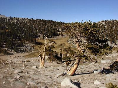 Bristlecones, Little Cottonwood Creek