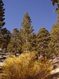 Willow, Juniper, Lodgepole, Bristlecone